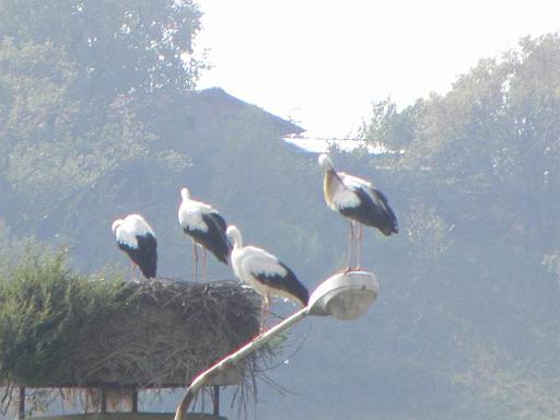 4 DSCN7956.JPG
